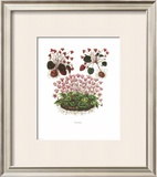 Cyclamen Art