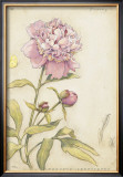 Peony III Posters by Meg Page