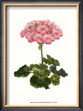 Pink Geranium III Posters by Van Houtt 