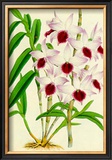 Orquideas III Prints by J. Nugent