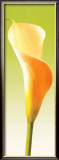 Green Callas Trilogy I Prints by Inka Vogel