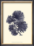 Indigo Kelp I Prints