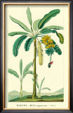 Banana, Musa Sapientum Poster by Ch. Lemaire