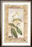Orchid Prints by George Caso