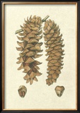Crackled Woodland Pinecones III Art by Silva 