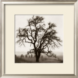 Country Oak Tree Prints by Alan Blaustein