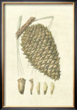Crackled Woodland Pinecones I Prints by Silva 