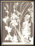 Flower Shadow I Limited Edition Framed Print by Lois Bender