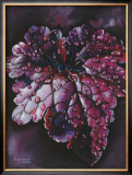 Heuchera After Rain Print by Sue Warner