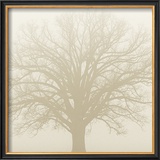 Soft Light I Prints by Adam Brock