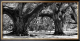 Majestic Oaks II Posters by Jeff Maihara