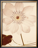 White Clematis Posters by Deborah Schenck