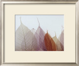 Cabernet Posters by Durwood Zedd