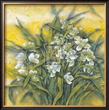 White Orchids Poster by Cai Xiaoli