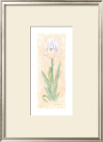 Iris Soliloquy II Poster by Nancy Kaestner