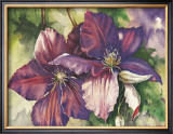 Clematis Blooms Posters by Peggy Thatch Sibley