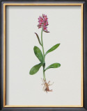 Hollunderblütiges Knabenkraut Print by Moritz Michael Daffinger