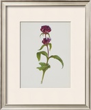 Dreary Purple Gentian Posters by Moritz Michael Daffinger