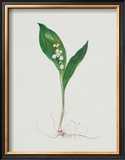 Lily of the Valley Poster by Moritz Michael Daffinger