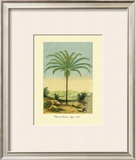 Maximiliana Palm Framed Giclee Print by Ch. Lemaire