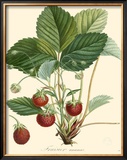 Strawberries Prints by Bessa 