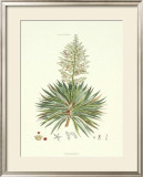The Yucca Plant Posters by John Miller (Johann Sebastien Mueller) 