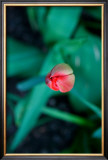Tulip Art by Antonia Illsley