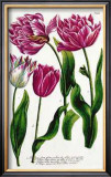 Single and Double Tulips Posters by Johann Wilhelm Weinmann