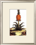 Ananas Prints by Abraham Munting