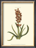 Antique Hyacinth VII Prints by Christoph Jacob Trew