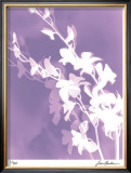 Flower Shadow V Limited Edition Framed Print by Lois Bender