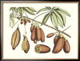 Botanical III Prints by Van Rheet 