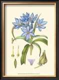 Periwinkle Blooms III Art by Samuel Curtis