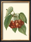 Red Cherries Prints by John Wright