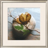 Branch on Stone Posters by Glen & Gayle Wans