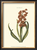 Antique Hyacinth V Prints by Christoph Jacob Trew