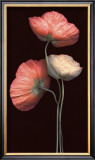 Poppy Trio Posters by S. G. Rose