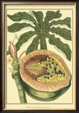 Exotic Melons III Prints