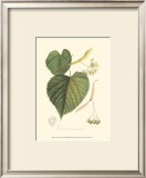 American Linden Poster by Sprague 