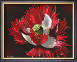 Red Poppy After Rain Prints by Sue Warner