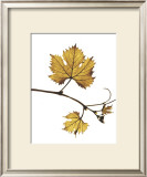 Gold Bud Prints by Gil-lubin 