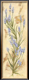 Lavanda Posters by Amelie Parker