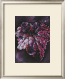 Heuchera After Rain Art by Sue Warner