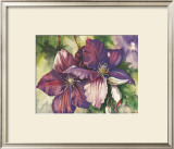 Clematis Blooms Posters by Peggy Thatch Sibley