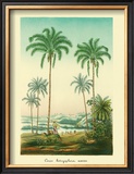 Coco Palm Framed Giclee Print by Ch. Lemaire