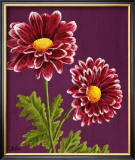 Purple and White Chrysanthemums Art by Elise Ferguson