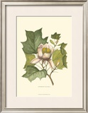 Tulip Tree Prints