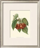 Red Cherries Prints by John Wright