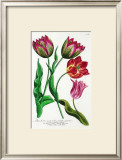 Striped and Variegated Tulips Prints by Johann Wilhelm Weinmann