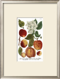 Weinmann Fruits I Prints by Weimann 